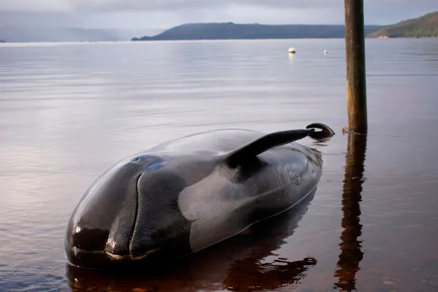 A pilot whale, one of at least 380 stranded that have died, is seen washed up in Macquarie Harbour on Tasmania's west coast on September 24, 2020. (Photo by Mell Chun/AFP Photo)