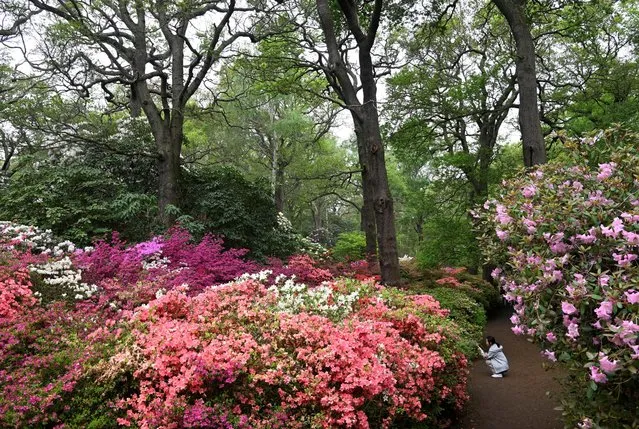 A visitor views spring blossom including Rhododendron and Azalea at Richmond Park in London, Britain on May 14, 2023. (Photo by Toby Melville/Reuters)