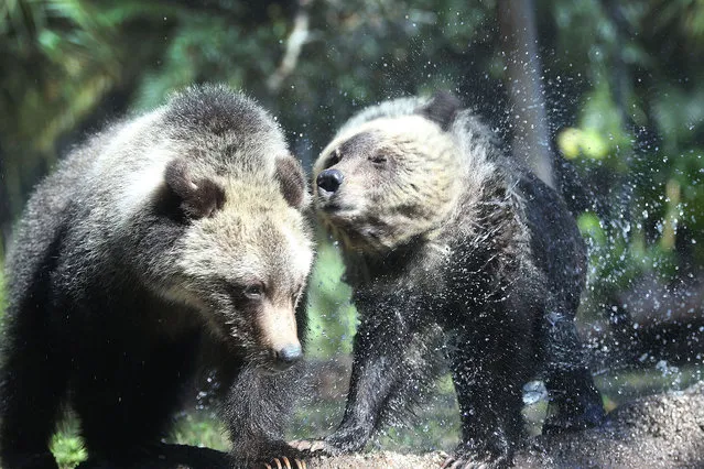 Grizzly bear cubs, Juneau & Sitka, enjoy their first day out in the public at the Palm Beach Zoo on December 17, 2015 in West Palm Beach, Florida. The Zoo will host the two-orphaned female grizzly bear cubs until their new permanent home in a South Dakota zoo is completed. (Photo by Joe Raedle/Getty Images)