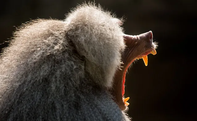 A baboon yawns in its enclosure at the Tierpark Hellabrunn zoo in Munich, southern Germany, on July 24, 2018. (Photo by Peter Kneffel//AFP Photo/DPA)