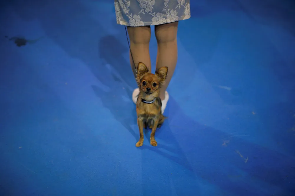 “My Pet” Fashion Exhibition in Malaga