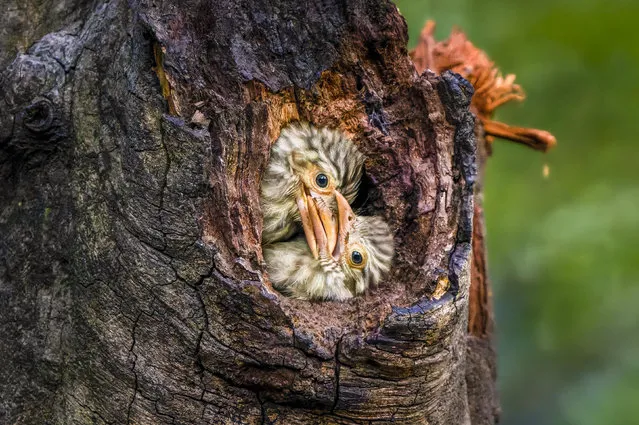 Lineated Barbet chicks, tucked up in their nest in a botanical garden in Dhaka, Bangladesh in August 2023, tussle with each other before their parents return with food. (Photo by Mohammed Ashraf Ali/Solent News)