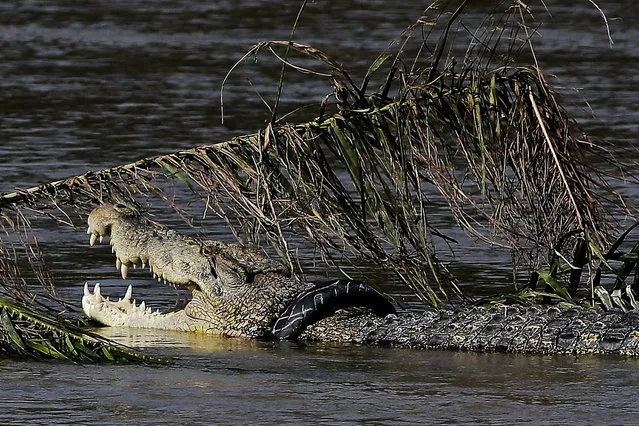 A crocodile has trapped himself inside a rubber tire and other debris left along a river's edge by a massive earthquake and tsunami that hit Palu, Central Sulawesi, Indonesia Thursday, October 4, 2018. Life is on hold for thousands living in tents and shelters in the Indonesian city hit by a powerful earthquake and tsunami, unsure when they'll be able to rebuild and spending hours each day often futilely trying to secure necessities such as fuel for generators. (Photo by Aaron Favila/AP Photo)