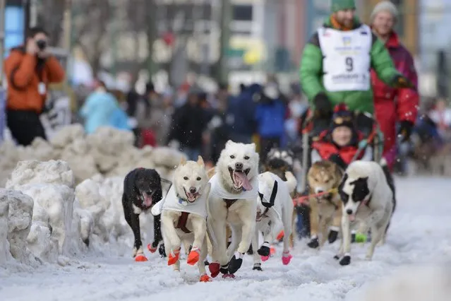 Kelly Maixner's team charges out of the chute at the 2015 ceremonial start of the Iditarod Trail Sled Dog race in downtown Anchorage, Alaska March 7, 2015. The timed portion of the race, which typically lasts nine days or longer, begins on Monday in Fairbanks, about 300 miles (482 km) away. Traditionally held in Willow, the timed start was moved to Fairbanks this year to accommodate an alternate trail selected after race officials deemed sections of the traditional path unsafe.    REUTERS/Mark Meyer  (UNITED STATES - Tags: SPORT ANIMALS SOCIETY)