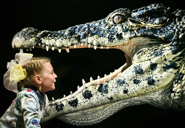A young visitor looks at the photograph “Cuban Crocodile” by Tim Flach, a British photographer who specialises in studio photography of animals, during his exhibition in Moscow on October 20, 2018. (Photo by Alexander Nemenov/AFP Photo)