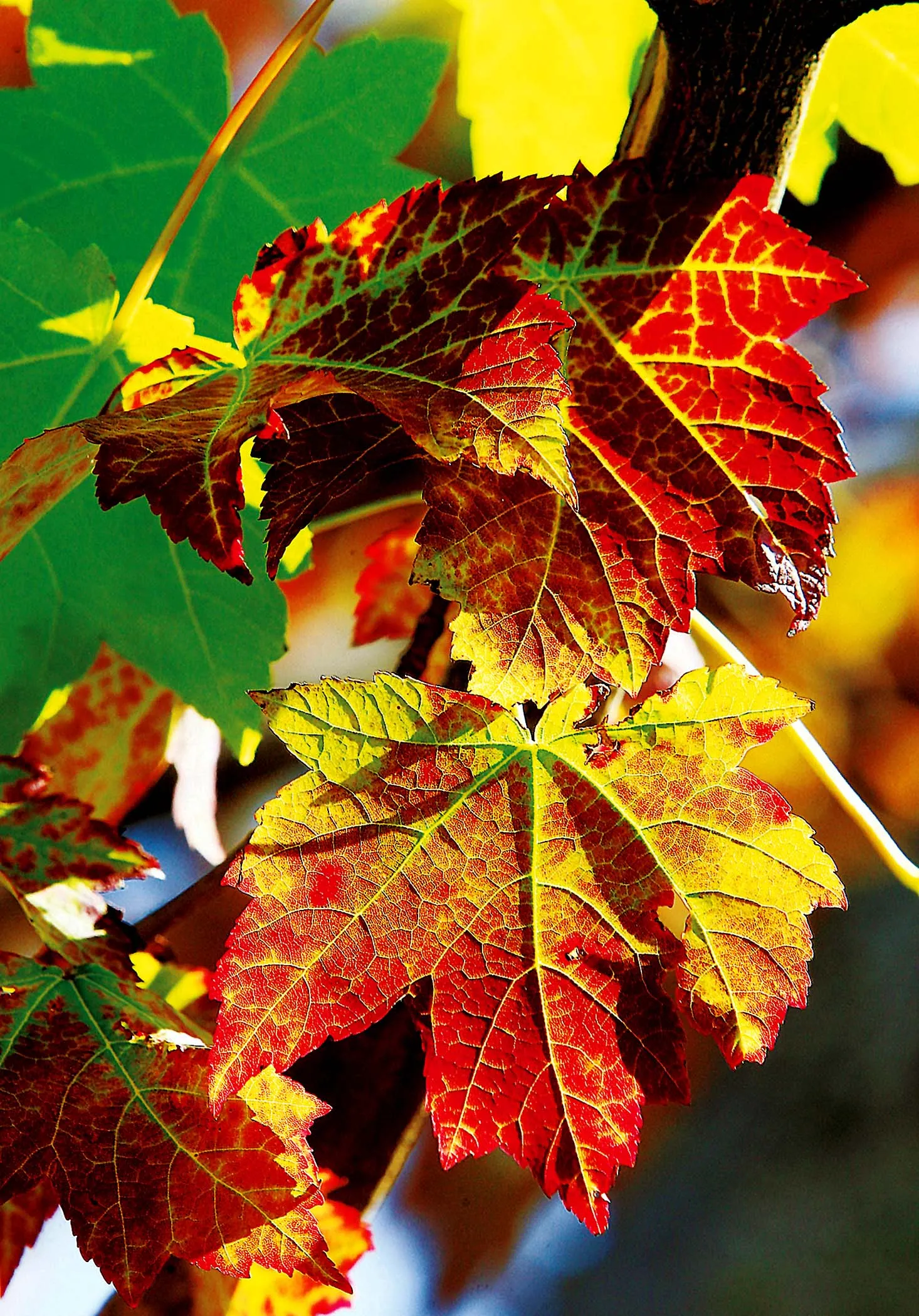 Листья клена желтые и красные. Красивые листья. Осенние листья. Кленовый лист. Листья осенью.
