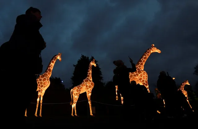 Visitors view lanterns in a seasonal light display at Longleat House, during a Chinese Lantern Festival, near Warminster in south-west Britain, December 20, 2016. (Photo by Toby Melville/Reuters)