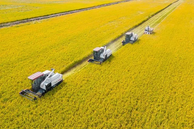 This aerial photo taken on October 24, 2023 show combines harvesting rice in Nantong, China's eastern Jiangsu province. (Photo by AFP Photo/China Stringer Network)