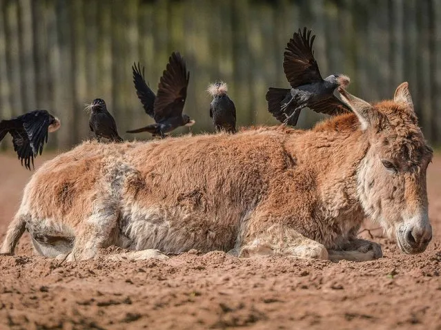 Sophie the onager, a rare species of wild a*s, let a group of jackdaws pinch bits of her coat as temperatures touch 20 degrees at the Chester Zoo April 10, 2015. (Photo by Steve Rawlins/PA Wire/Chester Zoo)