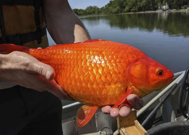 In this image provided by the City of Burnsville, Minn., a large goldfish caught in Keller Lake during a water quality survey is held, Friday, July 2, 2021. Officials in Minnesota say they're finding more giant goldfish in waterways, prompting a plea to citizens to stop illegally dumping their unwanted fish into ponds and lakes. The goldfish, which can grow to the size of a football, compete with native species for food and increase algae in lakes. (Photo by City of Burnsville via AP Photo)