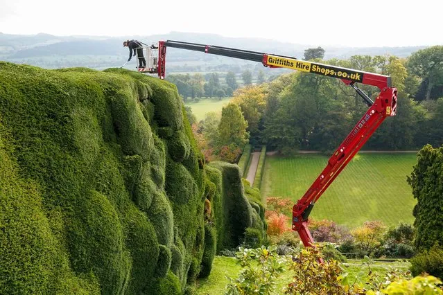 National Trust gardener Dan Bull works from a cherry-picker to trim a section of 14m-high yew hedge at Powis Castle near Welshpool, Wales on Wednesday, October 19, 2022. The famous “tumps” are more than 300 years old and it takes one gardener 10 weeks each autumn to clip them, maintaining their unusual waved shape. (Photo by Jacob King/PA Images via Getty Images)