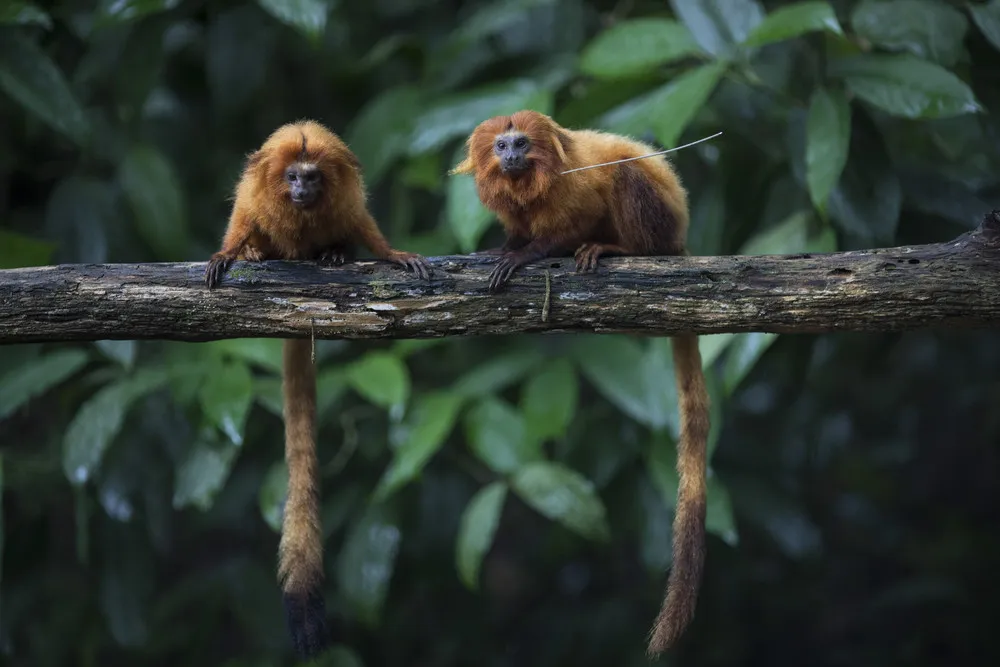 Some Photos: Animals