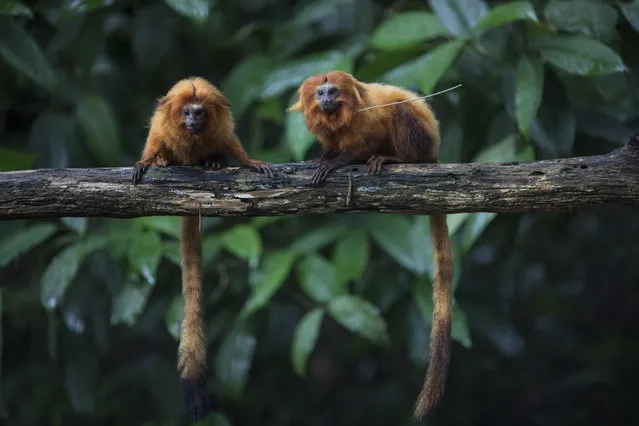 Golden lion tamarins sit on a tree branch in the Atlantic Forest in Silva Jardim, state of Rio de Janeiro, Brazil, Monday, April 15, 2019. “The Atlantic rainforest is one of the planet’s most threatened biomes, more than 90 percent of it was deforested”, said Luis Paulo Ferraz of the nonprofit group called Save the Golden Lion Tamarin. “What is left is very fragmented”. (Photo by Leo Correa/AP Photo)