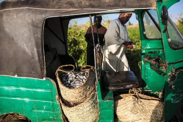 In this Wednesday, April 15, 2015 photo, Sudanese fishermen prepare to transport their fish in a Tuk-Tuk after washing them by the Nile River bank, in Omdurman, Khartoum, Sudan. Fishermen can catch up to 100 kilograms (221 pounds) of fish on a really good day, but most days average around 50 kilograms. (Photo by Mosa'ab Elshamy/AP Photo)