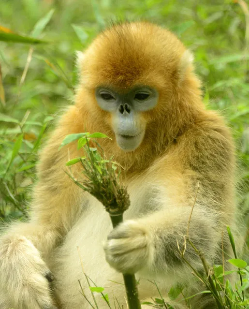 A Golden snub-nosed monkey plays at Zoo in Chengdu Sichuan province, southwest China 19th April 2015. (Photo by Yong Wang/Cpressphoto/ZUMAPress)