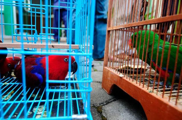Parrots seen after being rescued from the illegal smugglers at the Natural Resources Conservation Center office on January 21, 2017 in Bandung, Indonesia. The rescued birds will be taken to Animal Rescue Center to be rehabilitated before being released into the wild. (Photo by Jefta Images/Barcroft Images)