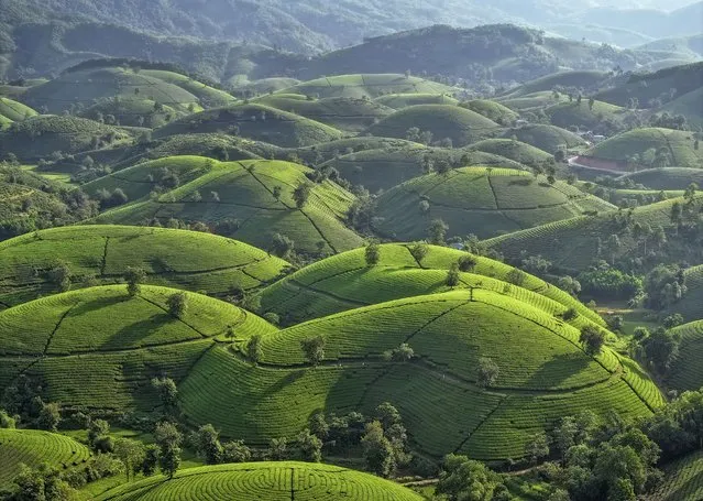 Tea plantations on hills facing each other create a kaleidoscope of curves and angles in the second decade of December 2023. The Long Coc Tea Hills are located in Phu Tho Province. The workers all wear traditional dress, which creates a beautiful connection to the rich history of the Muong people. Once the leaves are harvested they are dried and sold for approximately 25p per kilogram. (Photo by Sarawut Intarob/Solent News & Photo Agency)