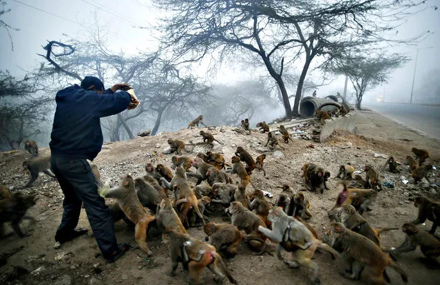 Monkeys mob a devout Hindu as he arrives with a packet of biscuit to feed them as part of a charitable act in New Delhi, India, Thursday, January 30, 2014. Hindus believe that feeding monkeys brings them the blessings of Hindu monkey god, Lord Hanuman. (Photo by Saurabh Das/AP Photo)