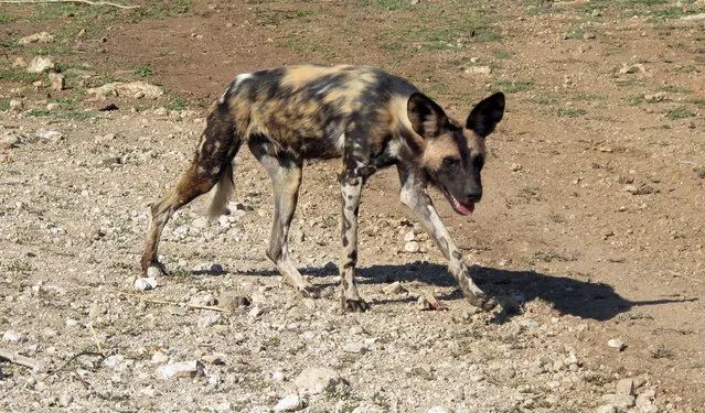 In this picture taken on Saturday, February 20, 2016, an African wild dog is seen at private game lodge in Limpopo-Lipadi, Botswana.  (Photo by Christopher Torchia/AP Photo)