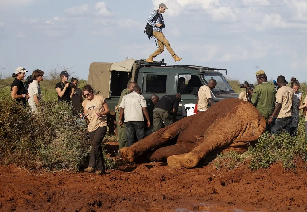 Elephant Collaring in Kenya's Tsavo Park
