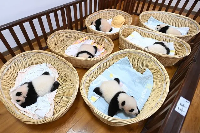 Six giant panda cubs born in 2021 are seen at the Shenshuping Base of China Conservation and Research Center for Giant Panda on October 20, 2021 in Aba Tibetan and Qiang Autonomous Prefecture, Sichuan Province of China. (Photo by An Yuan/China News Service via Getty Images)