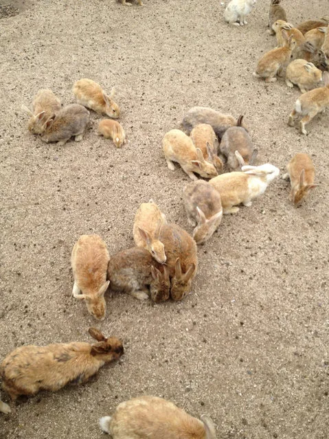 Rabbit Island in Japan