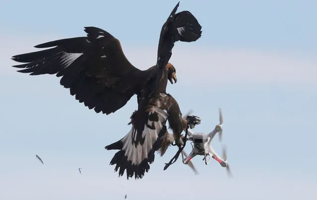 A golden eagle grabs a flying drone during a military training exercise at Mont-de-Marsan French Air Force base, Southwestern France, February 10, 2017. (Photo by Regis Duvignau/Reuters)