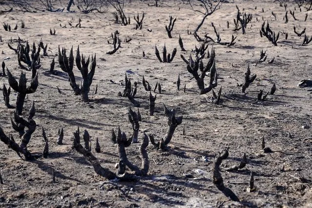 A view of Yucca plants that were burned by the Smokehouse Creek wildfire in Canadian, Texas, U.S. February 28, 2024. (Photo by Nick Oxford/Reuters)