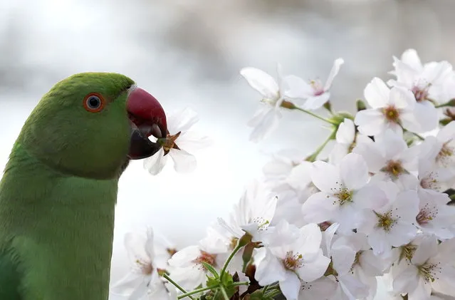 A parakeet nibbles on blossoms on a tree in St James' Park in London, Britain, 14 March 2024. (Photo by Neil Hall/EPA)