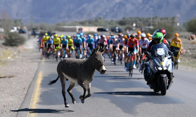 A donkey crosses the road while the peloton is competing during the 3rd Saudi Tour 2023 – Stage 3 a 159,2km stage from Al Manshiyah Train Station – AlUla to Abu Rakah 1139m / #SaudiTour / on February 01, 2023 in Abu Rakah, Saudi Arabia. (Photo by Alex Broadway/Getty Images)