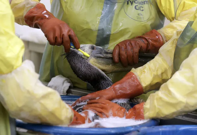Staff members and volunteers work to clean oil off a brown pelican at the International Bird Rescue office in the San Pedro area of Los Angeles, on Friday, May 22, 2015. (Photo by Chris Carlson/AP Photo)