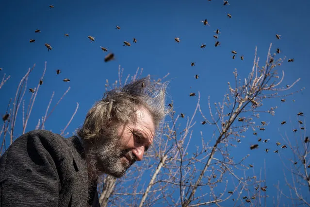 Yuri Ponurenko, 57, tends to his beehives in the village of Bohorodychne as Russia-Ukraine war continues in Donetsk Oblast, Ukraine on March 30, 2024. Yuri, stayed through most of the fighting in the former frontline village which changed hands 13 times between Ukrainian and Russian soldiers. He now lives in his absent neighbors home after his was destroyed. (Photo by Wolfgang Schwan/Anadolu via Getty Images)