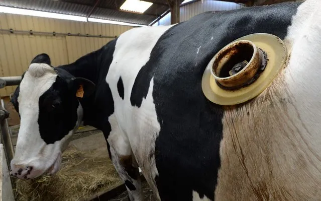 A picture taken on June 21, 2019, shows a cow with a “porthole” surgically inserted into their sides to allow access to their stomach contents, in the research centre owned by Sanders company, a subsidiary of the international French agro-industrial group Avril, near Le Mans, in Saint Symphorien, northwestern France, a day after French animal rights group L214 published a video denouncing the practice. Known as cannulated or fistulated cows, the animals are fitted with a porthole-like device that can be opened, allowing direct access to the largest of their four stomachs in order to optimise and regulate nutrition. The practice has been in use for decades by researchers and the agricultural industry, though it is not widely known to the general public. (Photo by Jean-Francois Monier/AFP Photo)