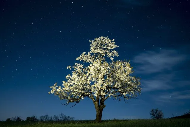 A photograph made available on 17 April 2016 showing a blossoming cherry tree in the Somosko district of Salgotarjan, 109 kms northeast of Budapest, Hungary, late 16 April 2016. (Photo by Peter Komka/EPA)