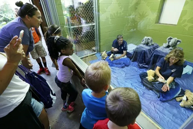 Visitors watch as staff biologists feed two of the four clouded leopard cubs currently at the Point Defiance Zoo & Aquarium, Friday, June 5, 2015 in Tacoma, Wash. The quadruplets were born on May 12, 2015 and now weigh about 1.7 lbs. each. Friday was their first official day on display for public viewing, usually during their every-four-hours bottle-feeding sessions, which were started after the cubs' mother did not show enough interest in continuing to nurse them. (AP Photo/Ted S. Warren)