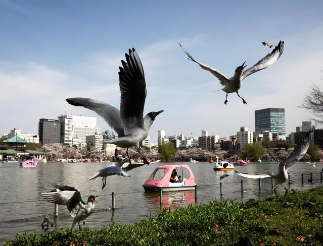 Seagulls fly near Shinobazu Pond in Ueno Park in Tokyo, Japan, March 29, 2021. As Tokyo prepares to host an Olympics delayed by a year, the anticipated, exhilarating festival of national pride appears to have been muted to a joyless duty. (Photo by Kim Kyung-Hoon/Reuters)