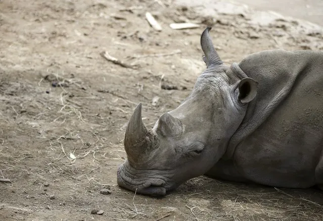 A rhinoceros lies inside its enclosure at a zoo in Tbilisi, Georgia, June 17, 2015. Tigers, lions, bears and wolves were among more than 30 animals that escaped from a Georgian zoo and onto the streets of the capital Tbilisi on Sunday during floods that killed at least 12 people. REUTERS/David Mdzinarishvili