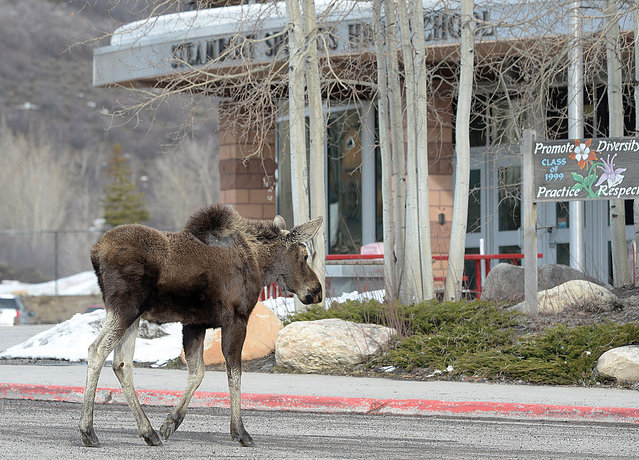 In this photo taken April 1, 2014, a young moose walks past the entrance to the Steamboat Springs High School in Steamboat Springs, Colo. It was the second day in a row that the moose, and another, have visited the high school looking for something to eat, and drawing the attention of passing motorist and local residents. (Photo by John F. Russell/AP Photo/Steamboat Pilot & Today)
