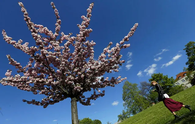 A woman walks past a blossoming tree on a sunny spring day in Prague, Czech Republic, April 29, 2016. (Photo by David W. Cerny/Reuters)