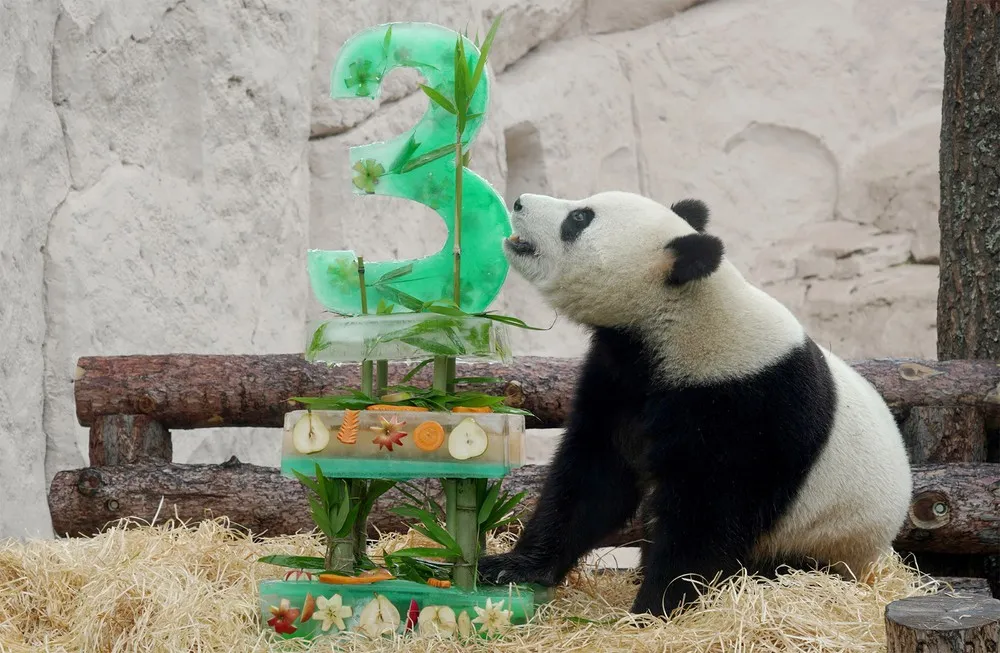 Animals this Week, Part 2/2