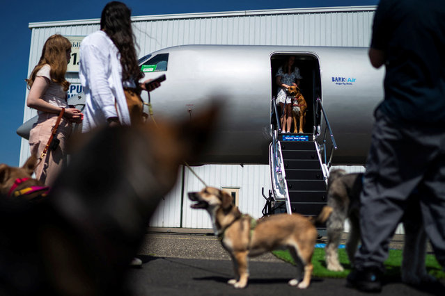 Dogs and handlers board a plane during a press event introducing Bark Air, an airline for dogs, at Republic Airport in East Farmingdale, New York, on May 21, 2024. The airline will have luxuries such as a sunlit waiting lounge filled with treats and toys, speedy check-ins, and an on-board spa for pups. (Photo by Eduardo Munoz/Reuters)