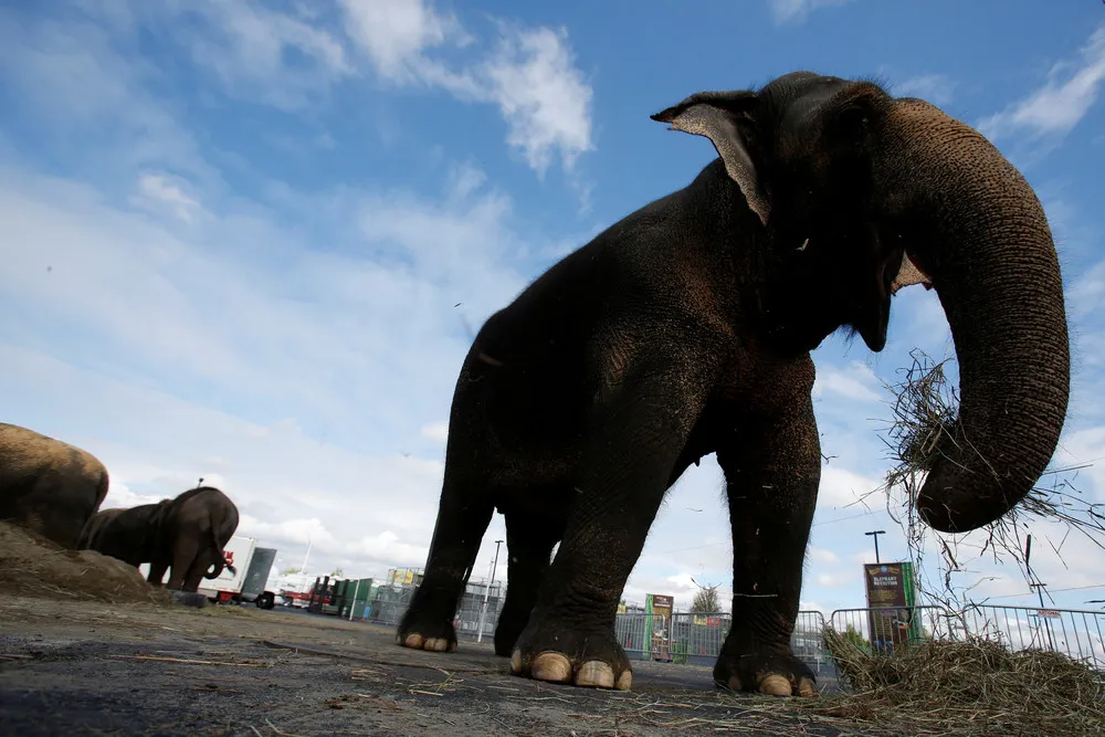 Ringling Elephants, a Famed U.S. Circus Act, Pack up Trunks for Retirement