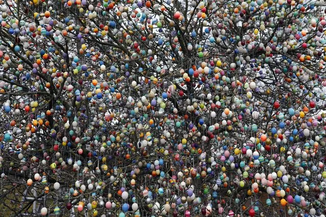 Easter eggs adorn an apple tree in the garden of the summerhouse of German pensioners Christa and Volker Kraft, in the eastern German town of Saalfeld, March 19, 2014. (Photo by Fabrizio Bensch/Reuters)