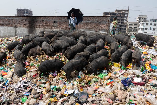 The practice of rearing pigs in a garbage dump in Narayanganj, Bangladesh on May 7, 2024 where they are mainly fed dirt from garbage piles, is a concerning and unhygienic method of pig farming. These pigs are usually raised to meet the demand for meat. Feeding pigs with such materials can pose various risks to both the animals and consumers. Pigs are omnivores, and their diet significantly impacts the quality of the meat produced. Besides, improper disposal of waste, along with the potential spread of diseases from the pigs, can harm the surrounding ecosystem. (Photo by Joy Saha/ZUMA Press Wire/Rex Features/Shutterstock)