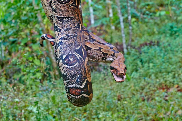 A boa constrictor in the Amazon river basin in Brazil. They are nonpoisonous constrictors found in tropical central and south America. Like their anaconda cousins, they are excellent swimmers, but prefer to stay on dry land, living primarily in hollow logs and abandoned mammal burrows. (Photo by Sylvain Cordier/Biosphoto/Alamy Stock Photo)