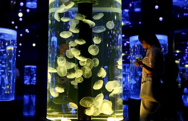 A woman looks at jellyfish during a media preview for the Epson Aqua Park Shinagawa aquarium's re-opening in Tokyo July 6, 2015. (Photo by Toru Hanai/Reuters)