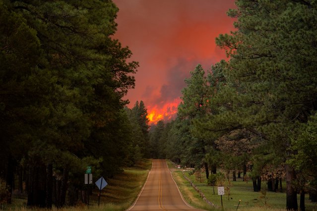 Smoke pluming from the South Fork Fire rises above the tree line as the fire progresses from the Mescalero Apache Reservation to the Lincoln National Forest causing mandatory evacuations in Ruidoso, New Mexico, U.S. June 17, 2024. (Photo by Kaylee Greenlee Beal/Reuters)