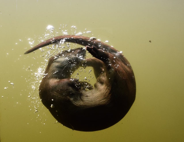 “Otter Doing Loops”. This guy was having so much fun swimming along and then doing a loop before surfacing. Was beautiful to watch and amazing to capture! Photo location: Dartmoor Otter Sanctuary, The Railway Station, Buckfastleigh, Devon. (Photo and caption by Claire O'Keeffe/National Geographic Photo Contest)