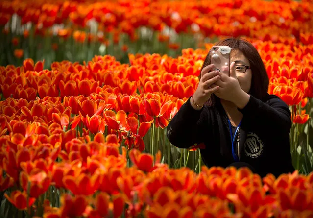 A woman takes a selfie with her smartphone next to a bed of tulip blossoms at a public park in Beijing, Thursday, April 20, 2017. Visitors have been coming to parks in China's capital city in increasing numbers as flowers and trees bloom in an annual rite of spring. (Photo by Mark Schiefelbein/AP Photo)