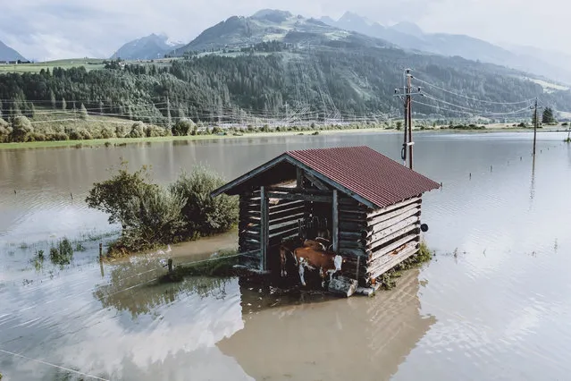 Cows stand in a barn trapped by water after heavy floods in Kaprun, Austria on July 19, 2021. (Photo by JFK/APA/AFP Photo)